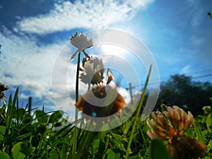 Trifolium repens, theÃÂ white clover also known asÃÂ Dutch clover,ÃÂ Ladino clover, orÃÂ Ladino photo